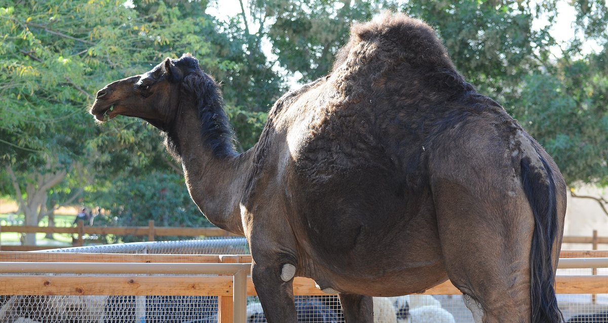 背中に大きなこぶが1つある、ヒトコブラクダ