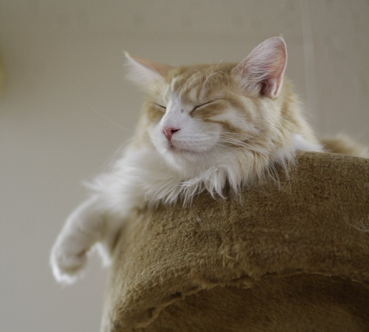 キャットタワーのてっぺんでくつろぐ猫