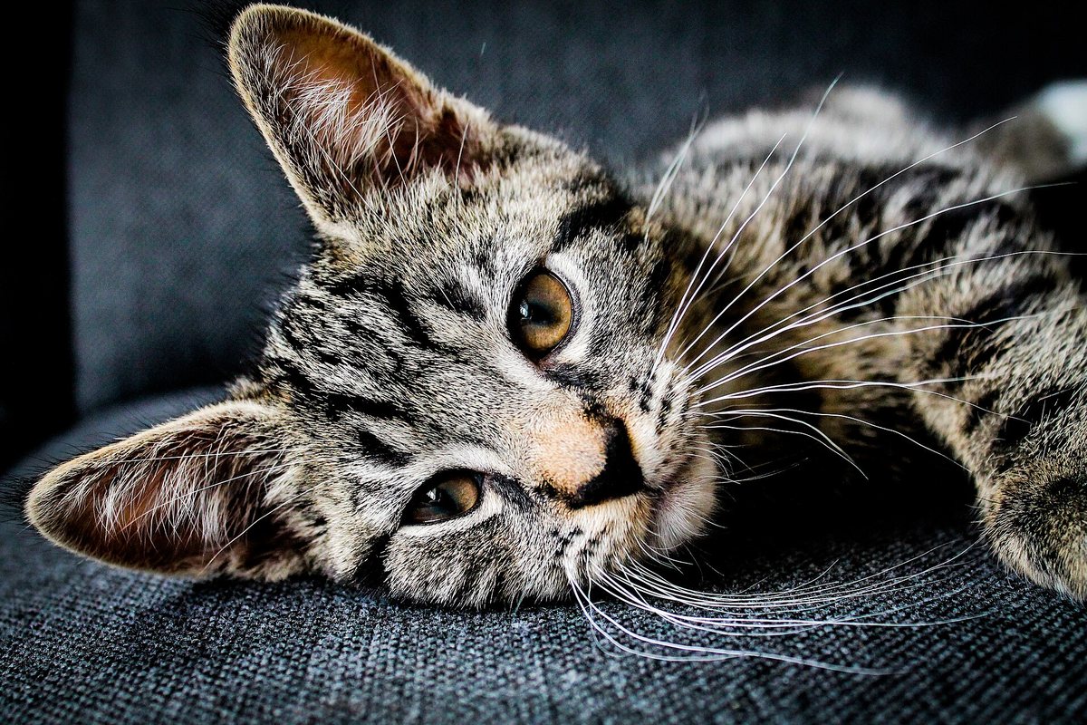 ソファの上で横になってくつろぐキジトラの子猫
