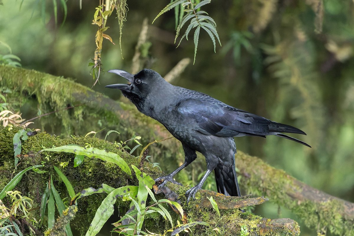 A large-billed crow standing on a mossy tree