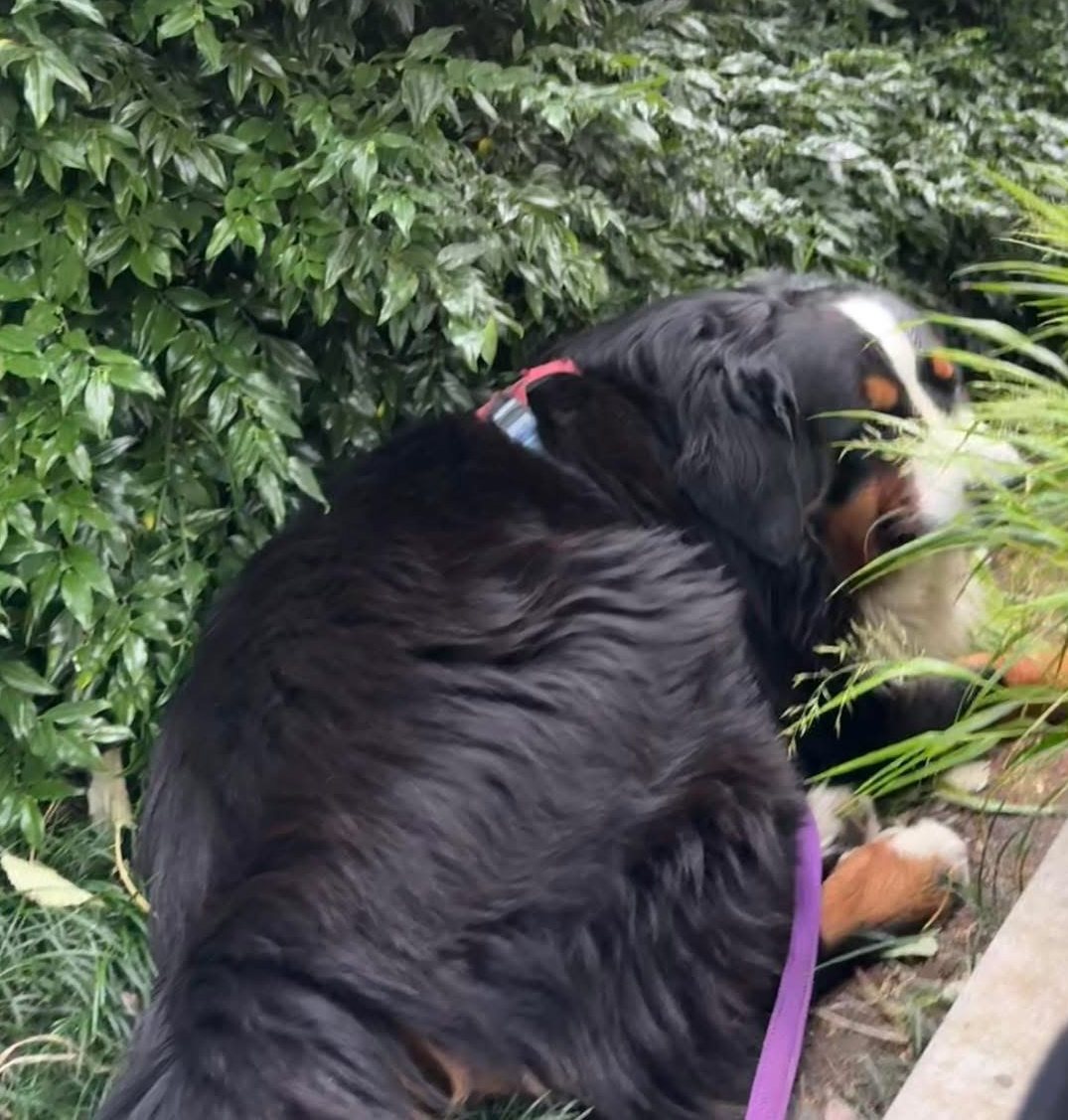 A black Bernese Mountain Dog with its face in the grass of a planting bed