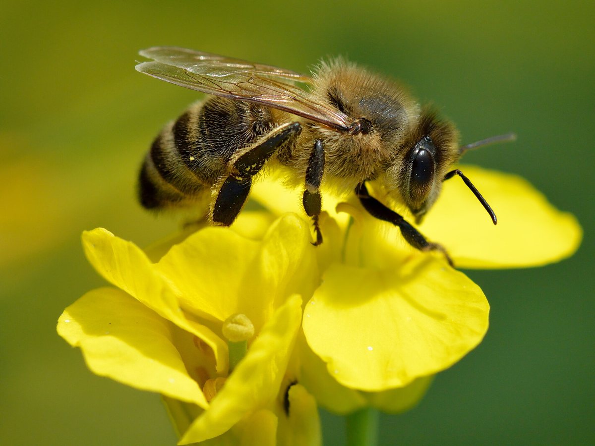 A honeybee collecting nectar on yellow rapeseed flowers