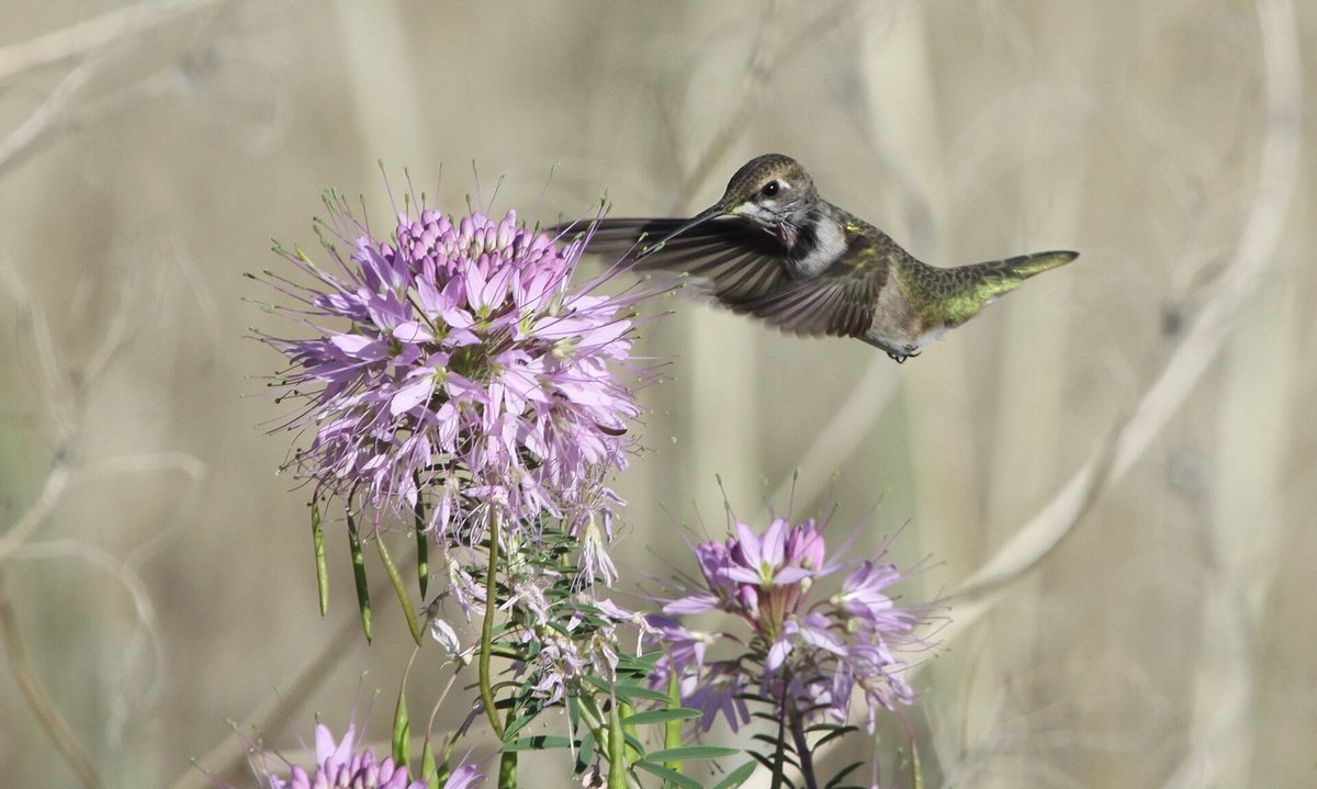 花の横で空中に止まって飛ぶハチドリ