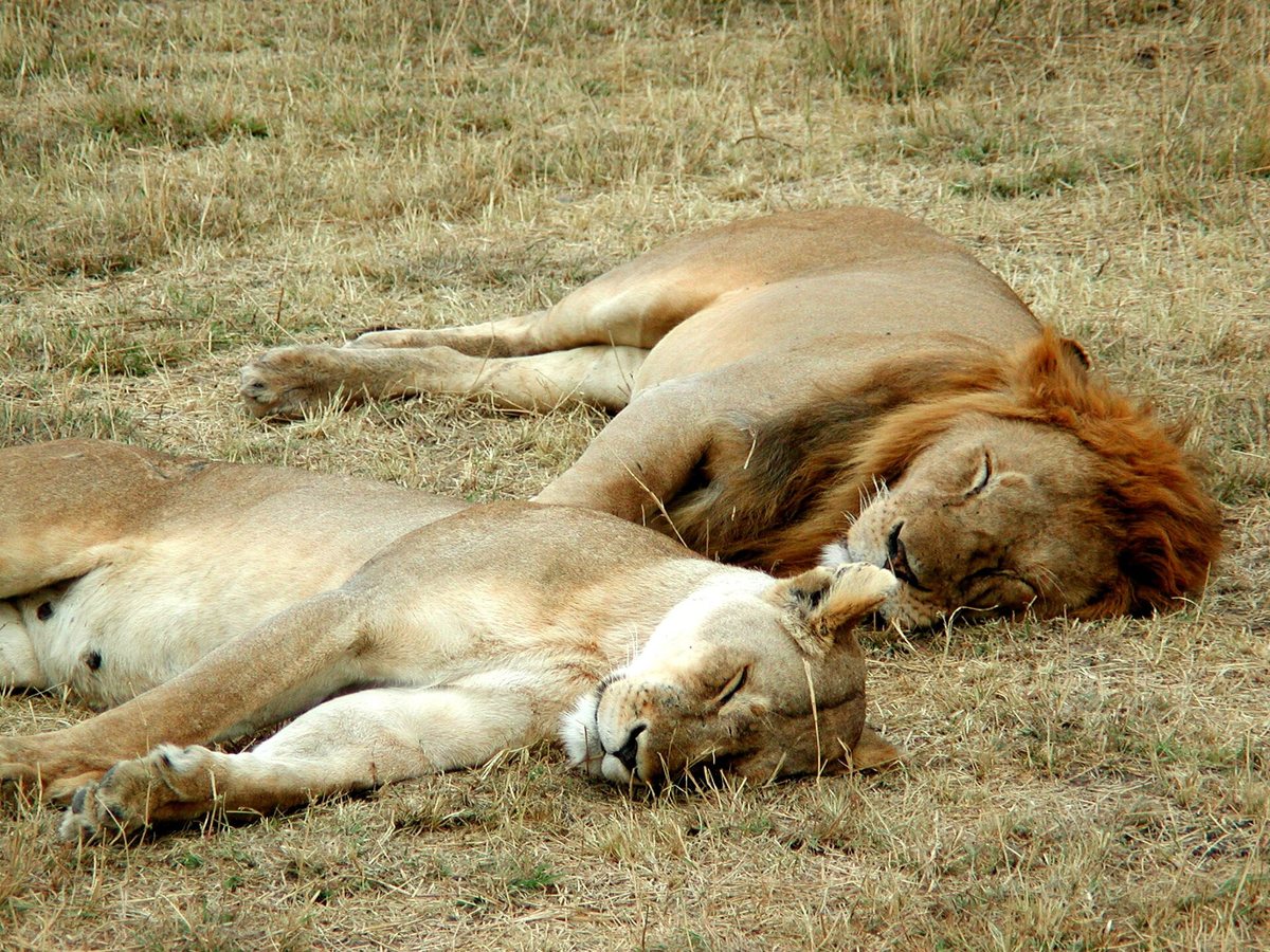 A male and a female lion sleeping side by side on the grass
