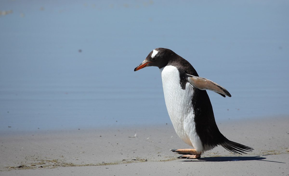 砂浜を歩くジェンツーペンギン