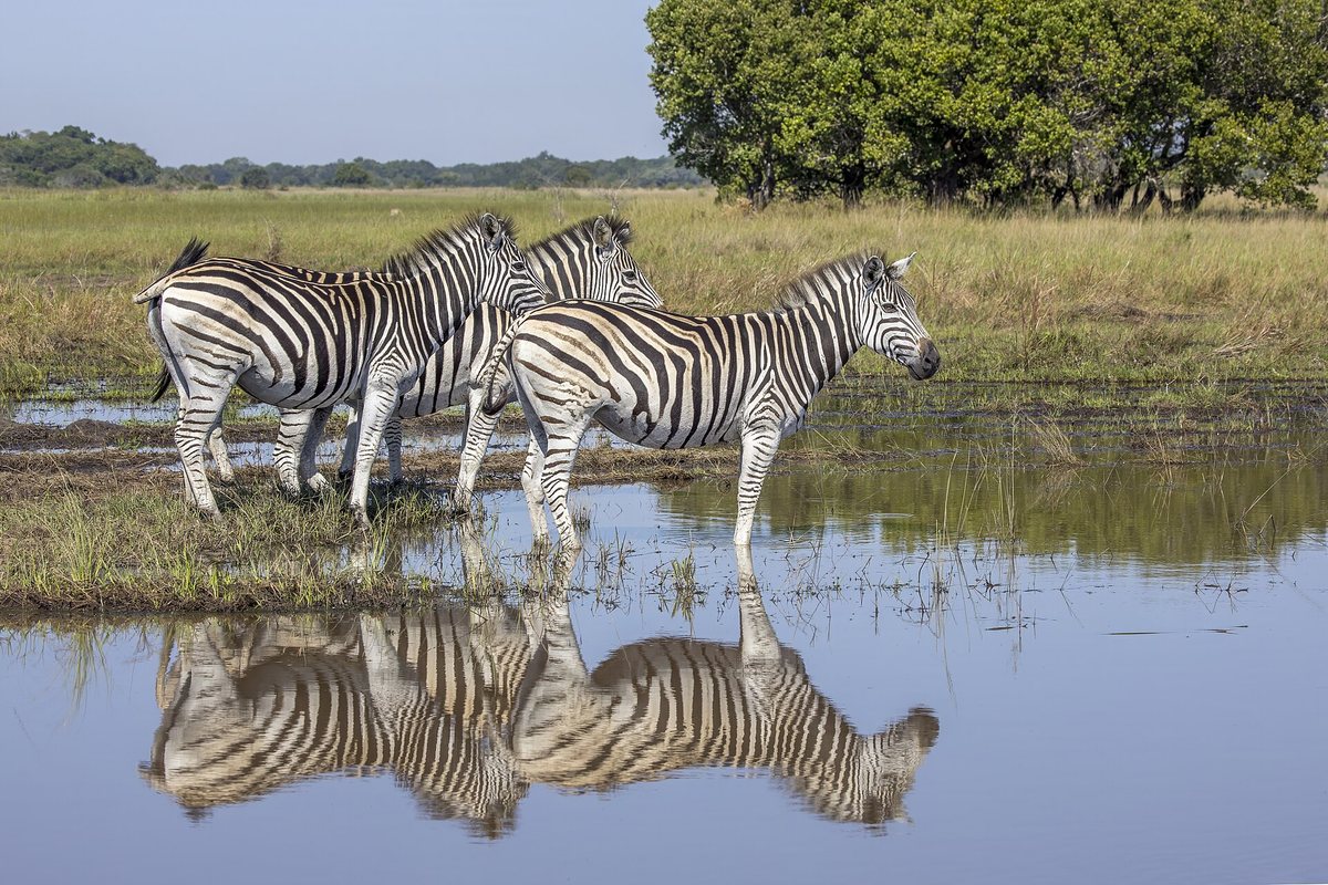 Three plains zebras walking by the water, with their stripes reflected on the surface